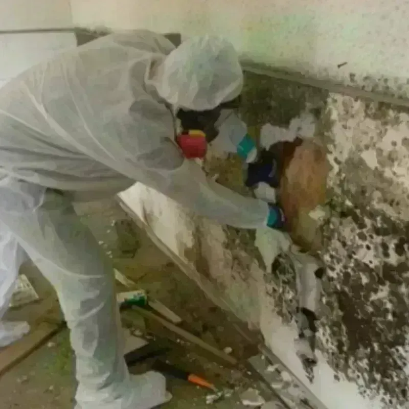 Mold Remediation and Removal in Lamoni, IA